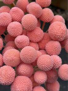10/20入 人造莖黃色球狀花頭 Craspedia Billy Ball，大直徑約 1-1/2 英吋，適用居家裝飾、拍照道具、DIY婚禮裝飾 - 粉色 - 查看 5