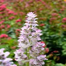 Outdoor Decor - SEED - View 6