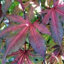 Outdoor Decor - SEED - View 4