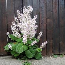Outdoor Decor - SEED - View 5