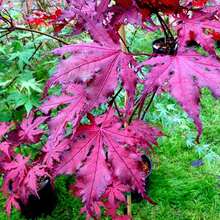 Outdoor Decor - SEED - View 3
