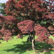 Outdoor Decor - SEED - View 5