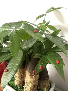 5/30/50/100/200pcs Realistic Red Wooden Ladybugs - Adhesive Decor, Plant Decoration, Flower Pot Fun Ladybug Decor, Suitable For DIY Crafts, Card Making, Mini Landscapes, Parties, Home Garden Decor, Flat Wooden Ladybug Decor, Perfect For Room Decoration - Multicolor - View 6
