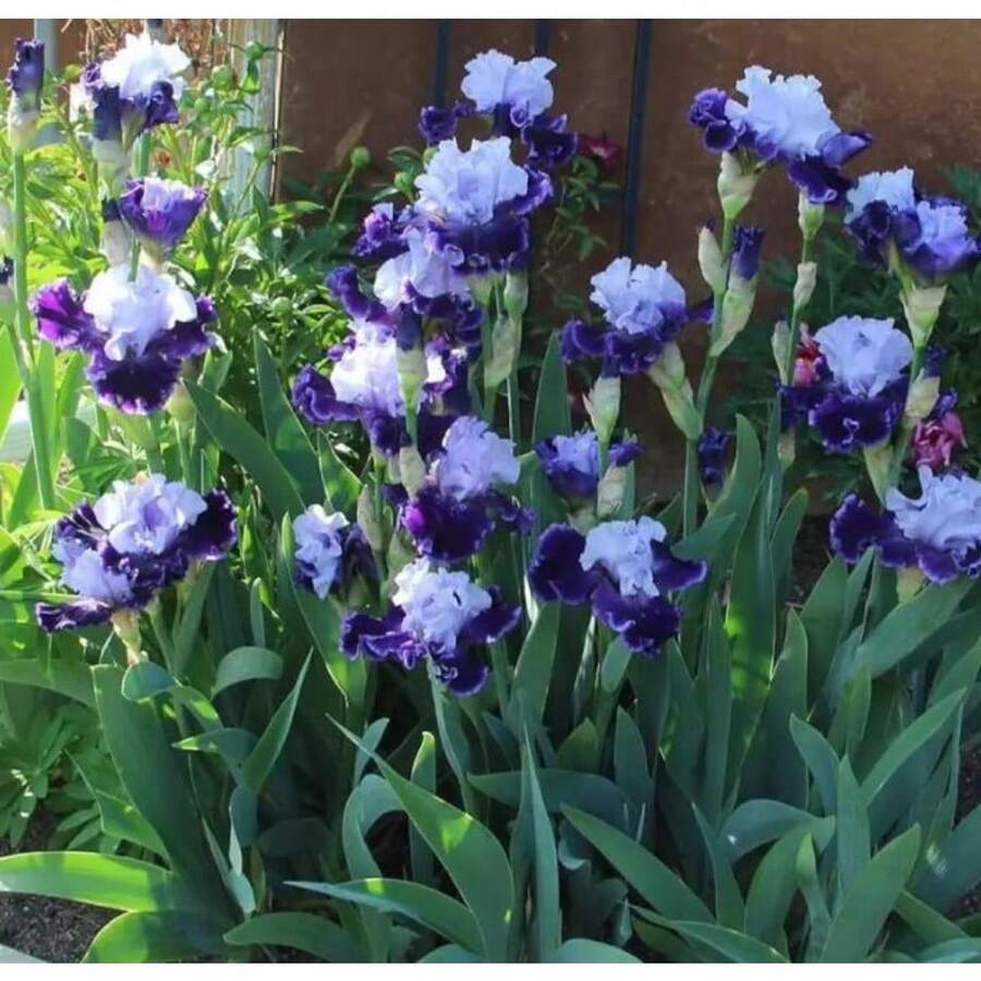 Outdoor Decor - 110pcs/seeds - View 1