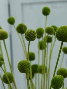 10/20入 人造花莖黃色球花花頭，大直徑約1.5英吋，適用居家裝飾、拍照道具、DIY婚禮裝飾 - 綠色 - 查看 8