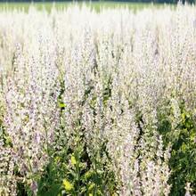 Outdoor Decor - SEED - View 10