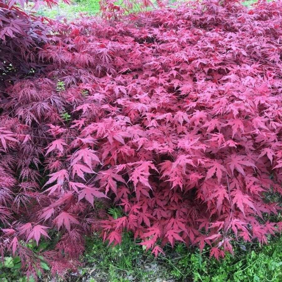 Outdoor Decor - SEED - View 1