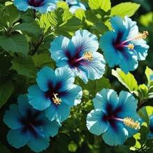 30 piezas/paquete de semillas de hibisco azul - Planta perenne de jardín tropical, flores vibrantes y llamativas, de rápido crecimiento y amigable con los polinizadores| Fácil de Cultivar para Paisajismo Doméstico - 30 unidades/paquete - Ver 4