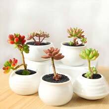 Suculentas mixtas y semillas de suculentas. Las plantas maravillosas son fáciles de cultivar, requieren un cuidado mínimo y están disponibles en una variedad de colores. Hermosas semillas de plantas Echeveria. - 100 piezas/semillas - Ver 8