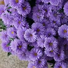 307 Plantas de Alta Germinación Fáciles de Cultivar: Euphorbia Hirta (comúnmente conocida como 'semillas de crisantemo' para cultivo durante todo el año), un tesoro familiar no transgénico con colores mixtos y flores grandes, híbrido abierto-cada paquete está etiquetado con el nombre del producto. - 307 - Ver 9