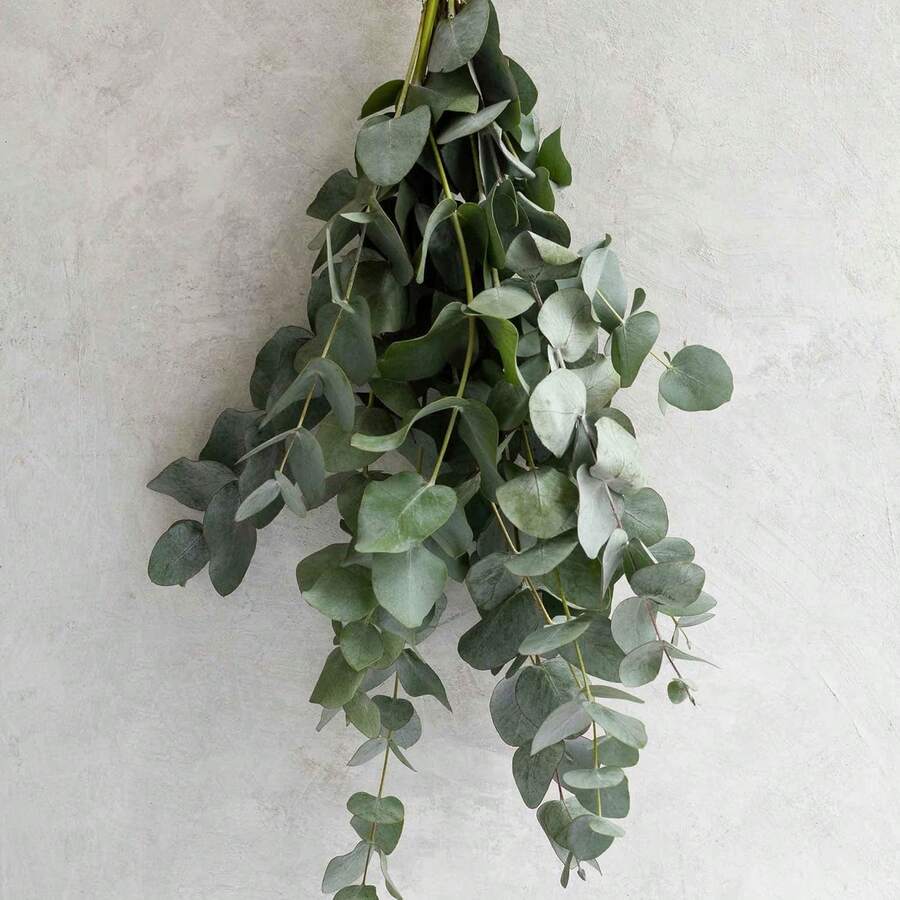 Semillas de Eucalipto para Plantar, 100 Semillas - Populares para Recortes, Flores y Decoración - 1 paquete de semillas - Ver 1