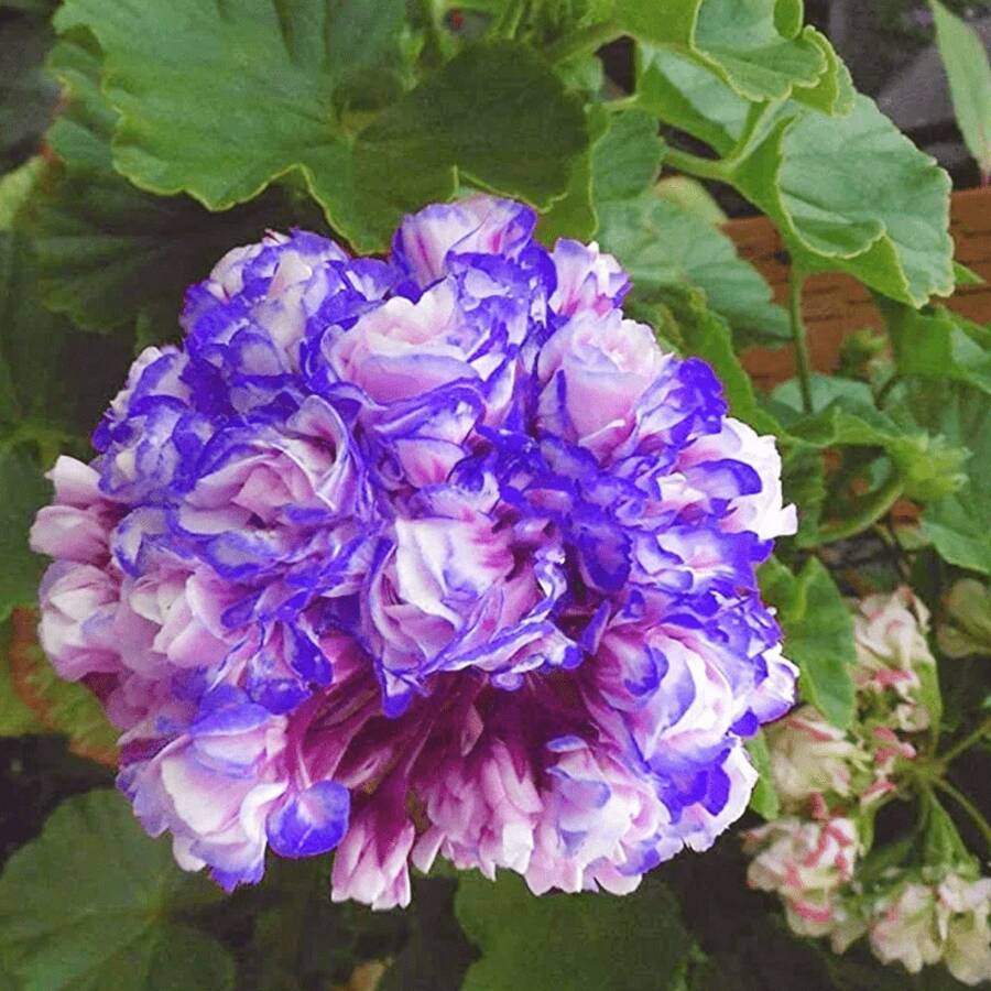 210 piezas de semillas azul noche, flores de manzana, capullos de rosa, plantas perennes - 210 - Ver 1