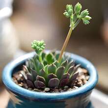 Suculentas mixtas y semillas de suculentas. Las plantas maravillosas son fáciles de cultivar, requieren un cuidado mínimo y están disponibles en una variedad de colores. Hermosas semillas de plantas Echeveria. - 100 piezas/semillas - Ver 7