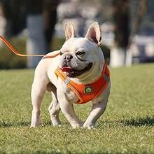 Reflective Pet Harness And Leash Set, Suitable For Dogs And Cats, Adjustable Small Dog Cat Vest Harness With Soft Mesh, Adjustable For Cats And Dogs Universal Supplies - Multicolor - View 11