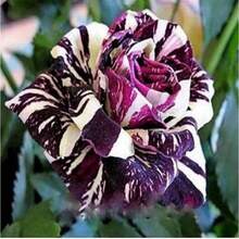 100 semillas de rosa negra 'Black Dragon', un arbusto ornamental raro, añaden belleza al paisaje y decoran el jardín. Es un arbusto perenne con flores magníficas, esencial para la jardinería doméstica. - 100 - Ver 9