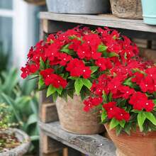 1pc/5pcs/1 Bunch Artificial Geranium Silk Flowers, Faux Plants For Home, Outdoor Gardening, Porch, Indoor/Outdoor Decor, Cemetery Wreath, Wedding Garden Decoration - Red - View 1