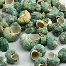 50g/100g/200g Beautiful Teal Seashells, Natural Conch Shells Suitable For Handicrafts, Aquarium Decor, Home Decor, Driftwood Bottle Filler, Party Candles, Bathroom Decoration - Set - View 9