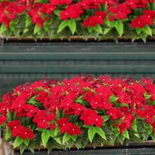 1pc/5pcs/1 Bunch Artificial Geranium Silk Flowers, Faux Plants For Home, Outdoor Gardening, Porch, Indoor/Outdoor Decor, Cemetery Wreath, Wedding Garden Decoration - Red - View 5