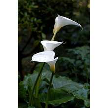 Calla Lily Seeds - Beautiful Flowers - 100 Seeds - Variant 1 - View 2