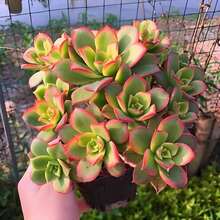 Suculentas mixtas y semillas de suculentas. Las plantas maravillosas son fáciles de cultivar, requieren un cuidado mínimo y están disponibles en una variedad de colores. Hermosas semillas de plantas Echeveria. - 100 piezas/semillas - Ver 1