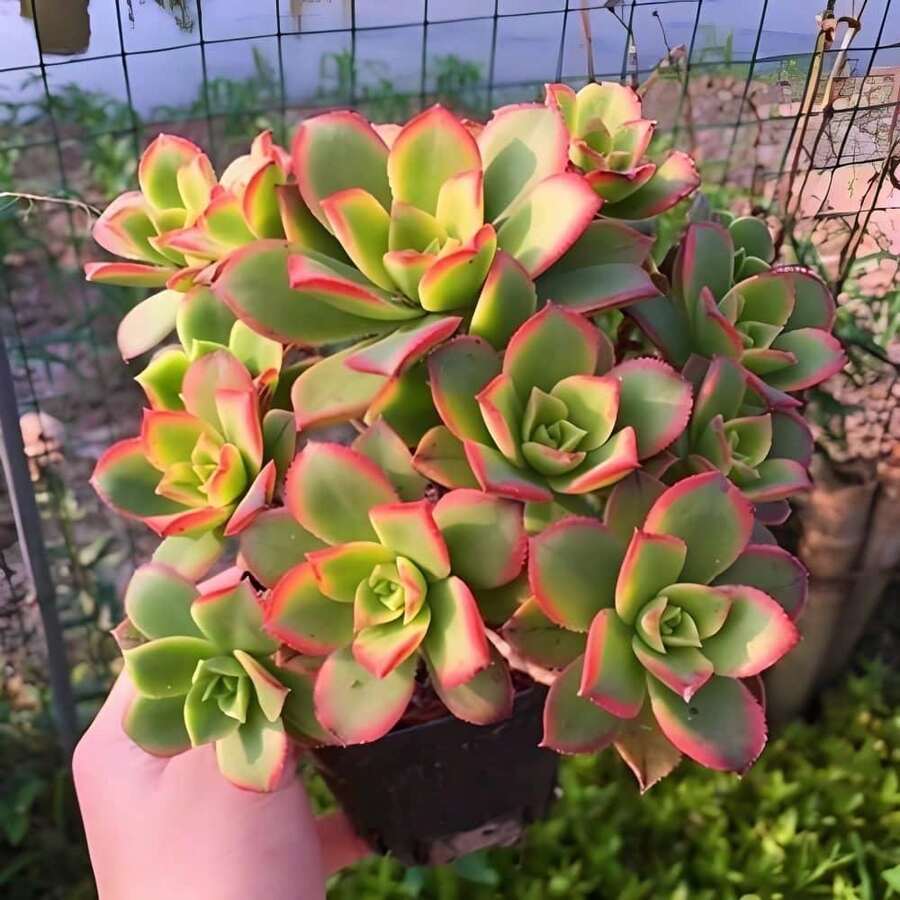 Suculentas mixtas y semillas de suculentas. Las plantas maravillosas son fáciles de cultivar, requieren un cuidado mínimo y están disponibles en una variedad de colores. Hermosas semillas de plantas Echeveria. - 100 piezas/semillas - Ver 1