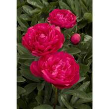 Semillas de peonía, flores perennes de exterior, plantas perennes de cobertura del suelo, césped trepador, plantas de interior y exterior, flores para plantar, hierbas, vegetales, frutas, jardinería, regalos naturales para amantes de las plantas, entrega local. - 10 piezas/semilla - Ver 2