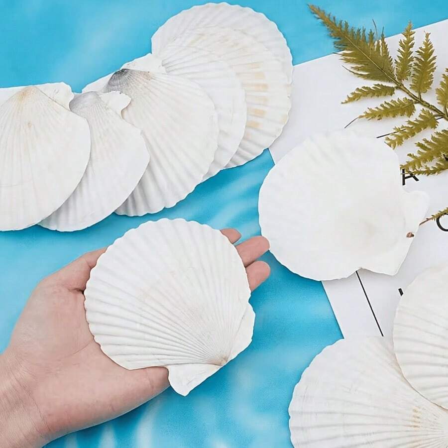 5/10/20 buah Cangkang Kerang Besar, Cocok untuk Dekorasi Pantai, Kerajinan Bertema Laut, Sempurna untuk Pernikahan dan Pesta - beraneka warna - View 1