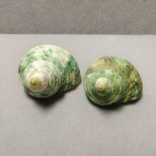 50g/100g/200g Beautiful Teal Seashells, Natural Conch Shells Suitable For Handicrafts, Aquarium Decor, Home Decor, Driftwood Bottle Filler, Party Candles, Bathroom Decoration - Set - View 5