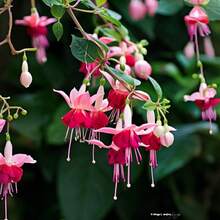100 Semillas de Flor Fucsia, Alta Velocidad de Crecimiento, para Jardinería Ornamental Interior y Exterior, Amantes de la Luz Solar, Resistentes a la Sequía, Floración Durante Todo el Año, Fáciles de Cultivar, Flores Coloridas - 100 unidades (D004#3) - Ver 5
