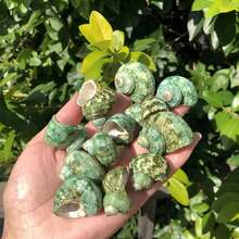 50g/100g/200g Beautiful Teal Seashells, Natural Conch Shells Suitable For Handicrafts, Aquarium Decor, Home Decor, Driftwood Bottle Filler, Party Candles, Bathroom Decoration - Set - View 10