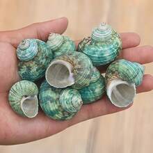 50g/100g/200g Beautiful Teal Seashells, Natural Conch Shells Suitable For Handicrafts, Aquarium Decor, Home Decor, Driftwood Bottle Filler, Party Candles, Bathroom Decoration - Set - View 7