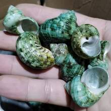 50g/100g/200g Beautiful Teal Seashells, Natural Conch Shells Suitable For Handicrafts, Aquarium Decor, Home Decor, Driftwood Bottle Filler, Party Candles, Bathroom Decoration - Set - View 11