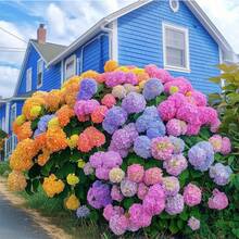 Más de 60 Semillas de Hortensias para Plantar, Colores Mezclados - Flores Multicolores, Decoración Ideal para Jardín - 60 - Ver 4