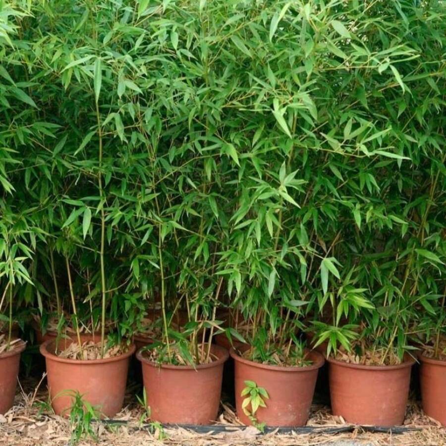 Bambú de Crecimiento Rápido para Plantar en Interiores y Exteriores, Semillas de Plantas Ornamentales Versátiles, Resistente a las Heladas, Ambiente con Luz Solar, Barrera de Privacidad - 100 unidades de e.e.ds - Ver 1