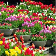 Rose Seeds, Perennial Outdoor Flower Seeds, Perennial Ground Cover Seeds, Climbing Grass Seeds, Indoor And Outdoor Plants, Flower Seeds For Planting, Garden And Horticulture Seeds, Local Delivery. - 100粒/包 - 查看 7
