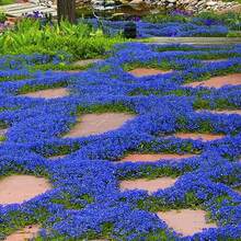 30000 Semillas de Tomillo Crepé Azul para Plantar, Fácil Cultivo, Semillas de Cubierta para Suelo, Sin OMG, Thymus Serpyllum, para Interiores y Exteriores - 5000 - Ver 5