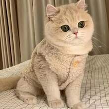 羊毛猫背心，保暖宠物服装，适合泰迪猫、小型猫狗，可爱室内/室外穿着，防掉毛 - 杏色 - 查看 7