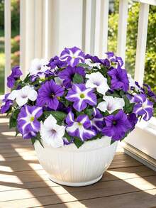 Purple White