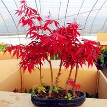 Semillas de Arce Rojo Japonés 50 Piezas+ Semillas Muy Valoradas para Bonsái, Semillas de Arce Japonés - 50 unidades - Ver 3