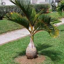 Semillas de palma, semillas de plantas para plantar, semillas de flores, semillas de frutas, semillas de vegetales, semillas de bonsái - 10 - Ver 9