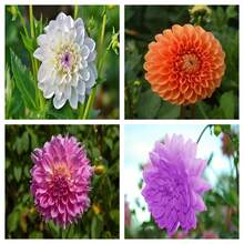Mixed Dahlia Seeds In Various Colors, Ideal For Home Gardens, Easy To Plant, Enhance The Beauty Of The Garden. - 200 Pieces - View 8