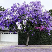 182 piezas de semillas de árbol de pimienta azul, suministro limitado, por favor haga su pedido - Árbol de pimienta azul decorativo - 182 - Ver 1