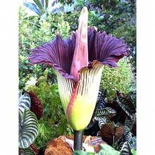 Jardín de flores de interior, semillas de flores - 20 semillas por paquete - Ver 7