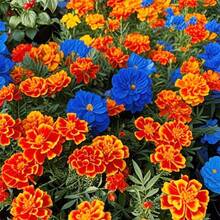 Más de 300 Semillas de Caléndula de Colores Variados para Plantar - Ilumina tu Jardín y tu Vida - 300 - Ver 9