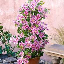 139 Clemátide de doble flor morada tradicional, paquete de semillas para jardín, con ricas capas de pétalos, planta trepadora elegante, ideal para la decoración de jardines y patios, sin OMG, fácil de cultivar, con un largo período de floración. - 139 piezas - Ver 10