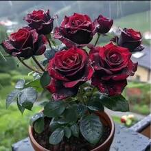 100 Hermosas Semillas de Rosa Negra - Flores Rojo Oscuro| Rosas Elegantes y Fragantes en Jardines y Ramos - 100 unidades/en total - Ver 4