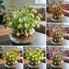 Semillas de Venus Flytrap para Jardín, 98 Piezas, Exóticas, Perennes, Resistentes a la Sequía, Amantes del Sol, Atraen Polinizadores, Perfectas para Plantar en Interiores y Exteriores - 98 piezas (B004#1) - Ver 5