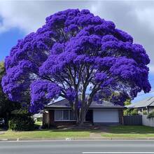 182 piezas de semillas de árbol de pimienta azul, suministro limitado, por favor haga su pedido - Árbol de pimienta azul decorativo - 182 - Ver 8