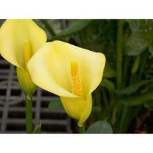 Calla Lily Seeds - Beautiful Flowers - 100 Seeds - Variant 1 - View 3