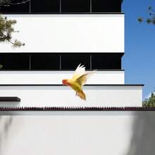 5 pièces Pics anti-oiseaux Barrière répulsive pour chats et oiseaux Fenêtre Clôture Balcon Jardinage extérieur Fournitures de lutte contre les nuisibles - A - Voir 7